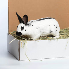 Oat Hay Pet Food, 20 Lb.