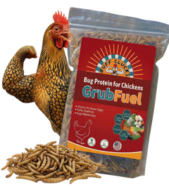 GrubFuel - Black Soldier Fly Larvae for chickens