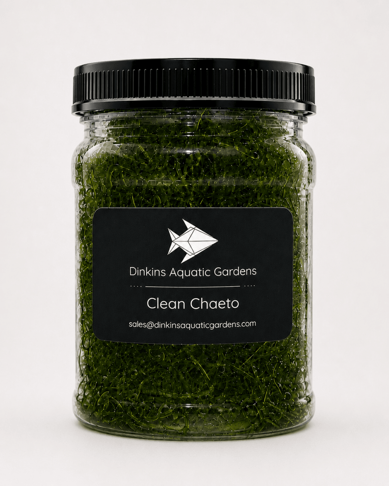 Clean Chaeto Infused with Live Copepods & Amphipods