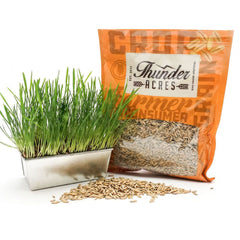 Oat Seed, USDA Certified Organic