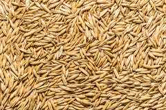 Oat Seed, USDA Certified Organic