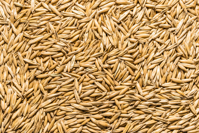 Oat Seed, USDA Certified Organic