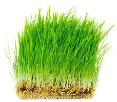 Oat Seed, USDA Certified Organic